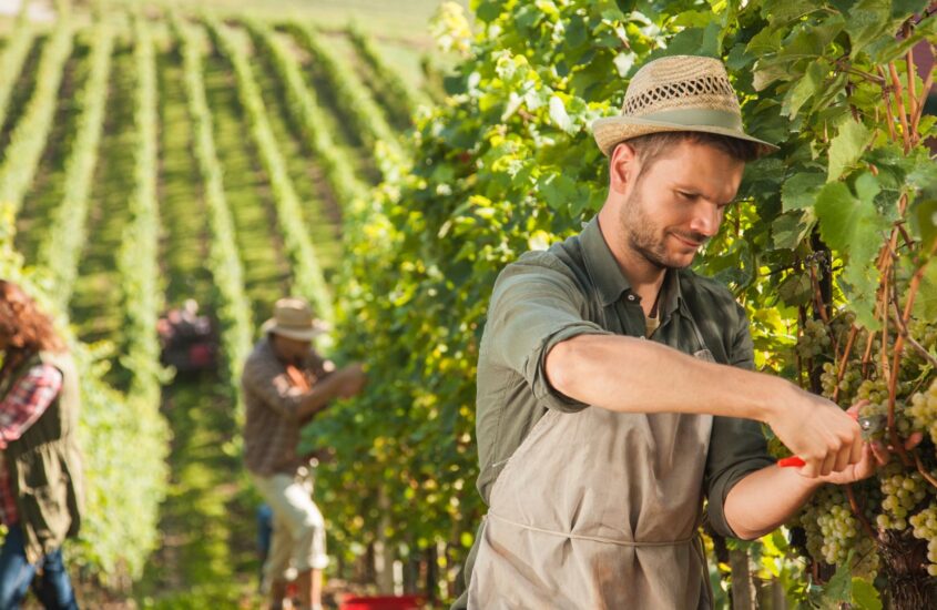 L’esercito del vino nei campi