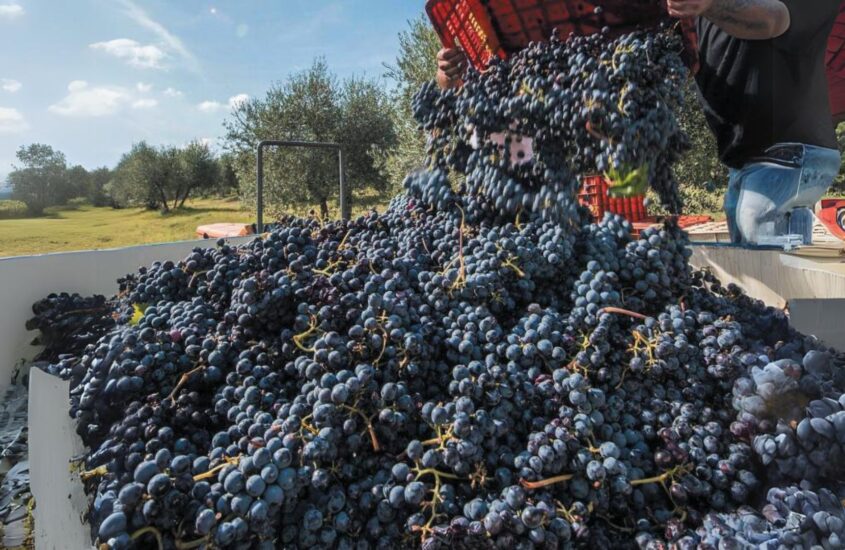 La scoperta: Levante è la culla del vino