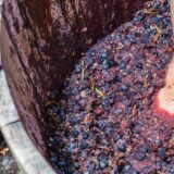 Toscana, il fascino della vendemmia si vive in vigna